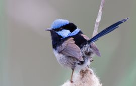 J. J. Harrison Superb fairy-wren; CC BY SA 3.0