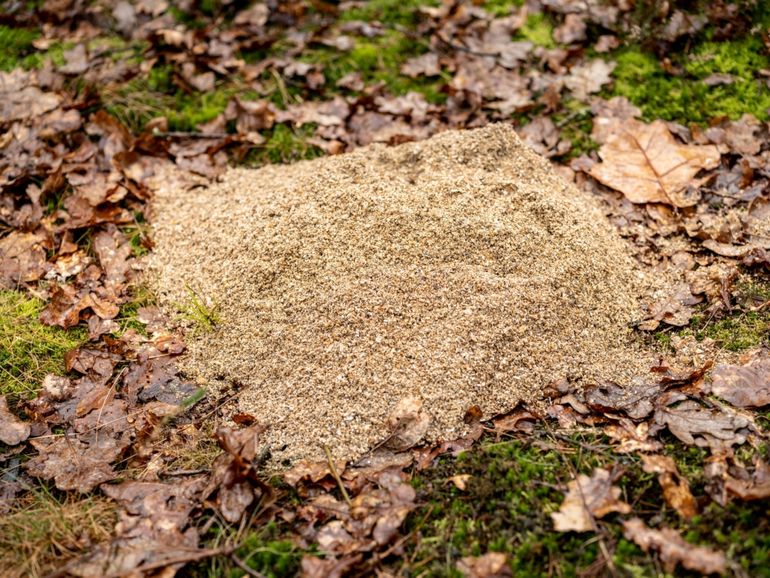 Schelpengruis op de Veluwe