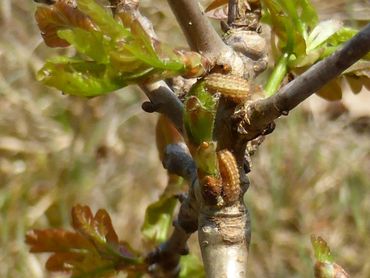 Rupsen van bruine eikenpage op 11 mei 2016