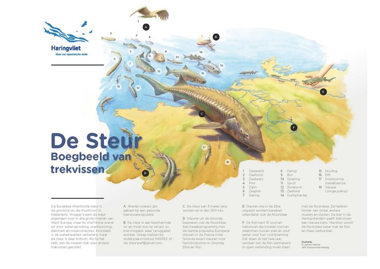 Factsheet steur