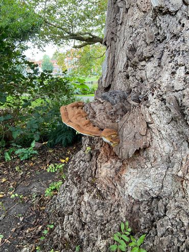Dikrandtonderzwam op Kaukasische Vleugelnoot