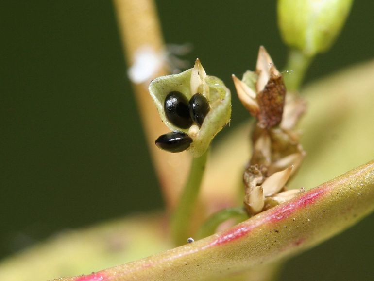 Zaden met mierenbroodje: ze springen een stukje weg en de mieren verzorgen het verdere transport