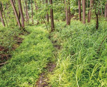 Elzenbroekbos bij de Springendalse Beek