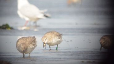 Slow explorers use tactile foraging and feed on hard-shelled prey such as cockles