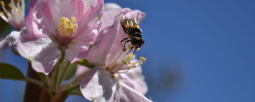 Appel en Diptera