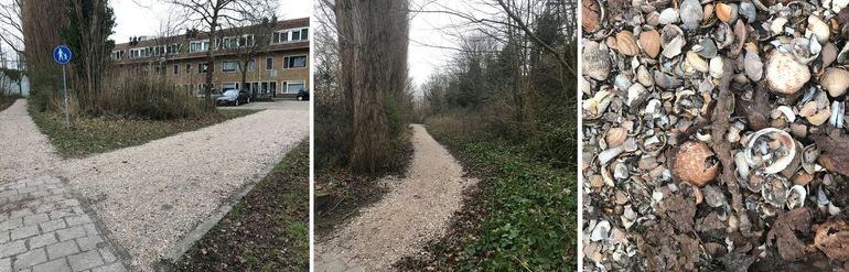 Zomaar opeens liggen ze op veel plaatsen tussen het schelpenmateriaal van fiets- en wandelpaden: de opvallende ronde marmerschelpen (Leiden, februari 2024)