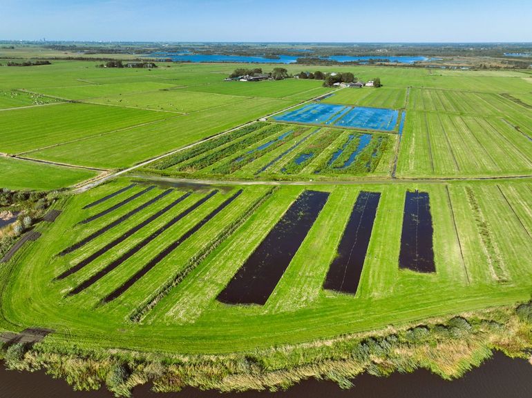 Praktijkproef lisdoddeteelt Veenweidegebied Hegewarren
