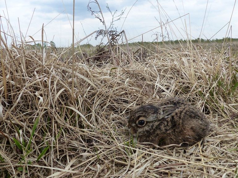 Jonge haas in het veld