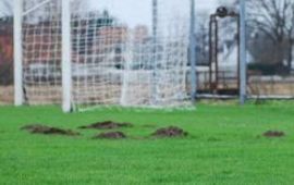 molshopen op voetbalbveld (thumb