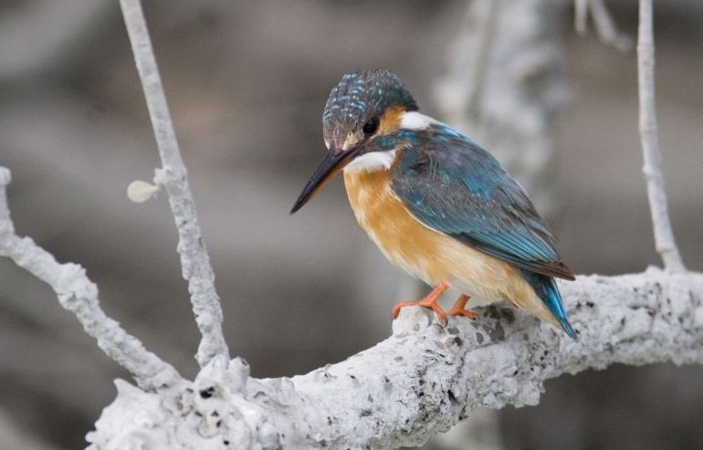 Ook ijsvogels hebben meerdere legsels per jaar