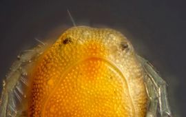 Christophe Brochard Arrenurus membranator