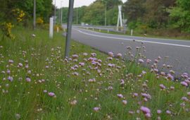Nienke Torensma Engels gras langs de A50