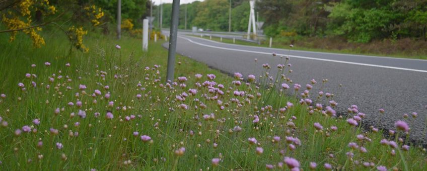 Engels gras langs de A50