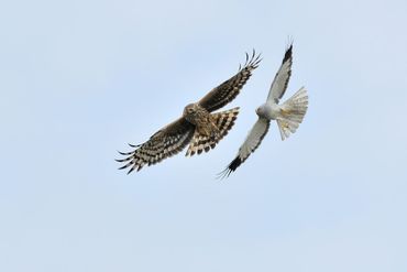 Blauwe kiekendieven dragen hun prooi in de lucht over