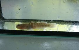 Gobiosoma bosc. Naked goby