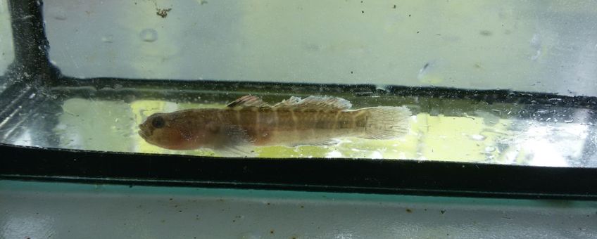 Gobiosoma bosc. Naked goby