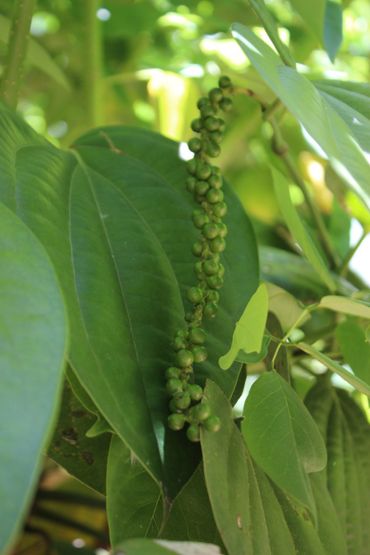 Onrijpe, groene bessen van de zwarte peper