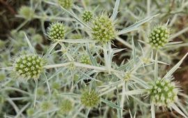 Echte kruisdistel