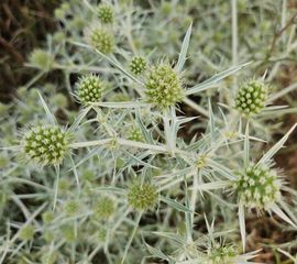 Echte kruisdistel