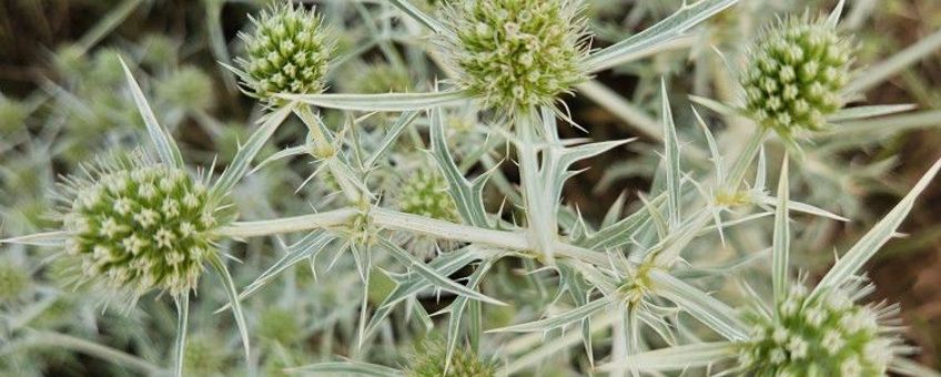 Echte kruisdistel
