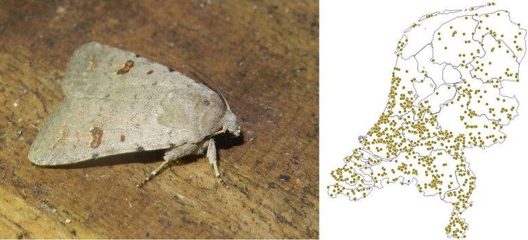 Inmiddels is de kadeni-stiofuil verspreid door heel het land gezien, zelfs op de meeste Waddeneilanden