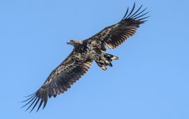 door Werkgroep Zeearend Nederland gezenderde zeearend van de Hellegatsplaten uit 2019 in de Oostvaardersplassen