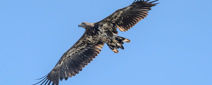 door Werkgroep Zeearend Nederland gezenderde zeearend van de Hellegatsplaten uit 2019 in de Oostvaardersplassen