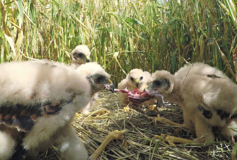 Kuikens trekken een vogelprooi uit elkaar, 28 juni 2017