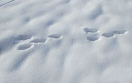 hazenspoor in de sneeuw - de haas liep van rechts naar links (2 voorpoten liggen min of meer in één lijn, dan komen de achterpoten daaromheen naar voren).