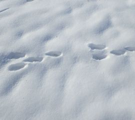 hazenspoor in de sneeuw - de haas liep van rechts naar links (2 voorpoten liggen min of meer in één lijn, dan komen de achterpoten daaromheen naar voren).
