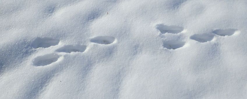 hazenspoor in de sneeuw - de haas liep van rechts naar links (2 voorpoten liggen min of meer in één lijn, dan komen de achterpoten daaromheen naar voren).