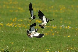 Piet Munsterman, Saxifraga Vanellus vanellus. Kievit