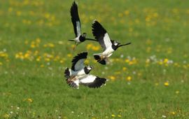 Piet Munsterman, Saxifraga Vanellus vanellus. Kievit