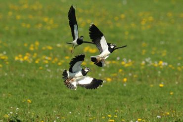 Northern lapwings in a pasture