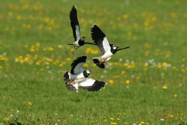 Kieviten boven een weiland