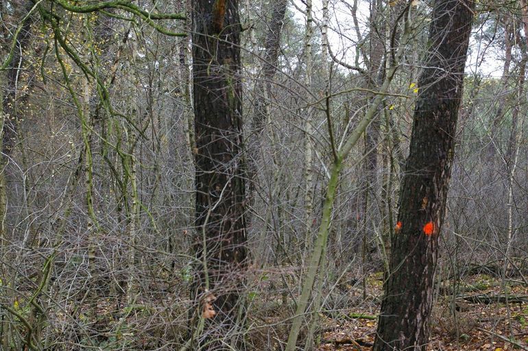 Bomen vanuit de houtproductie maken ruimte voor inheemse en autochtone bomen en struiken die bijdragen aan de biodiversiteit