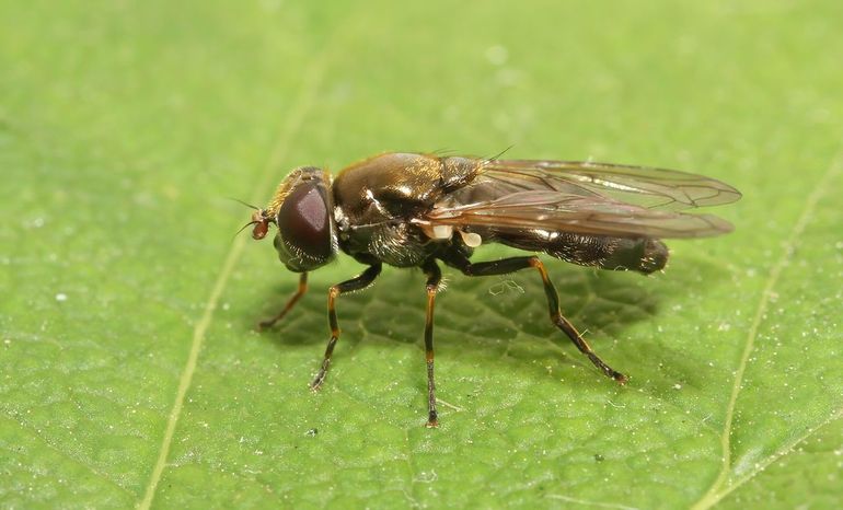 Het ongeschoren gitje Cheilosia barbata was nog tot in de jaren 1990 algemeen in Zuid-Limburg, maar inmiddels is hij daar zeldzaam. Het ongeschoren gitje staat als bedreigd op de Rode Lijst Zweefvliegen.