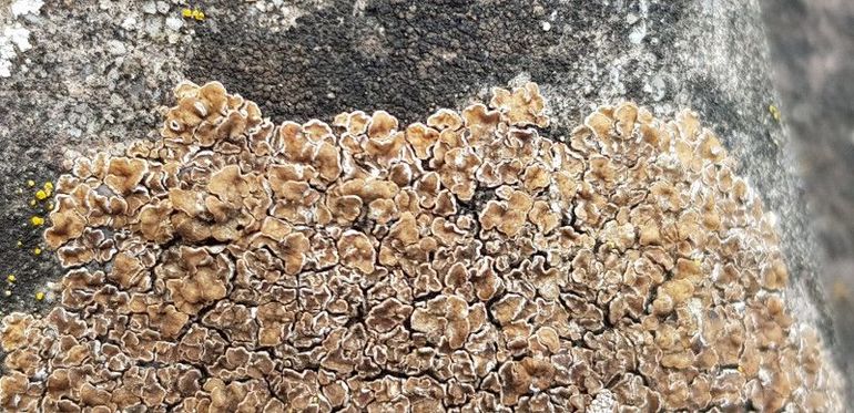 Acarospora cervina, een nieuwe korstmossensoort voor Nederland, gevonden en gefotografeerd door waarnemer Hans Pohlmann. In het commentaar bij de waarneming op Waarneming.nl kun je meer lezen over deze ontdekking