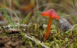 Twan Teunissen/ARK Zwartwordende wasplaat