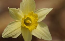 Twan Teunissen Wilde narcis