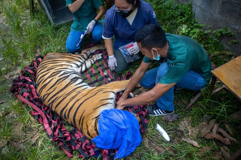 Het veterinaire team onderzoekt een van de pas geredde tijgers kort na zijn aankomst in het opvangcentrum van Wildlife Friends Foundation Thailand