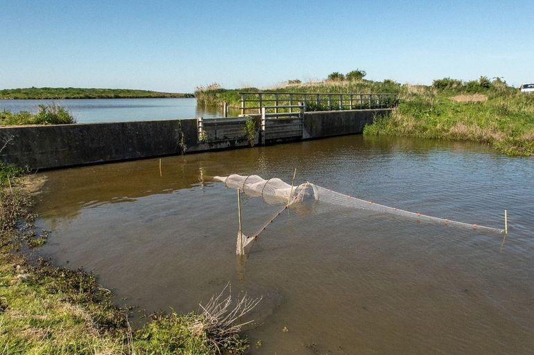 Onder aan de vistrap in de Oostvaardersplassen staat een fuik opgesteld. De dam in de Kitstocht vormt hier nog een barrière voor vrije vismigratie