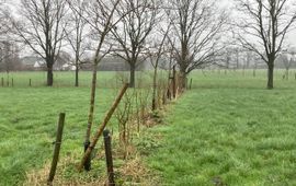 provincie Utrecht agroforestry