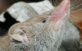 Rollin Verlinde huisspitsmuis uitsnede