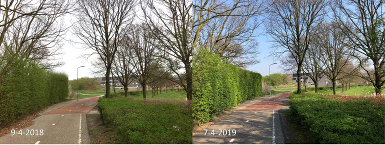 Verschil in ontwikkeling van diverse struiken in Ede tussen 9 april 2018 en 7 april 2019