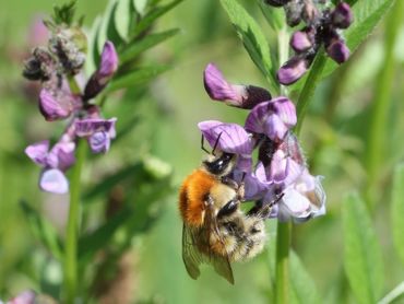 Een van de onderzochte soortgroepen, hommels: heidehommel op heggenwikke