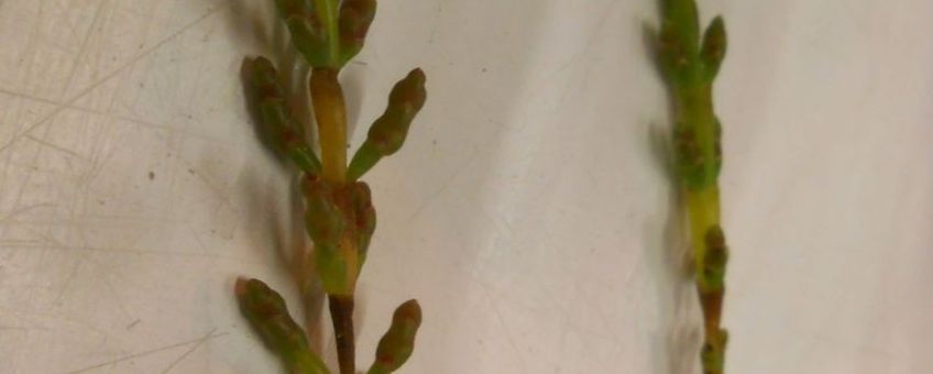 Twee planten eenbloemige zeekraal, zojuist gedetermineerd bewijsmateriaal