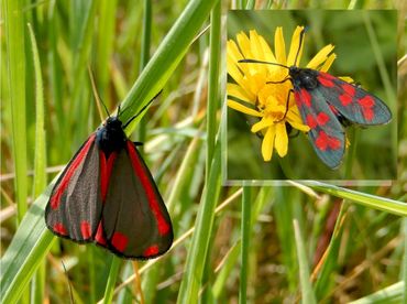 reactie Strak merknaam Nature Today | Sint-jacobsvlinder en het giftige jakobskruiskruid