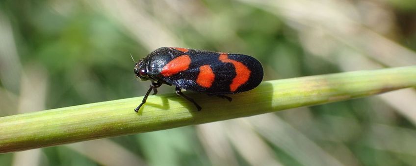 bloedcicade IVN
