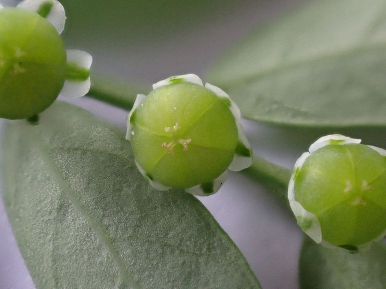 Phyllanthus debilis